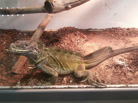 Смотреть фото Парусная ящерица Фото Парусная ящерица