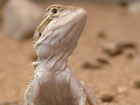 Бородатая агама Бородатая агама