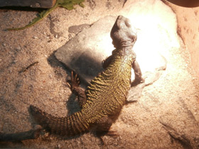 Смотреть фото Египетский шипохвост Фото Египетский шипохвост