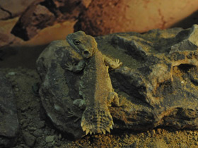 Смотреть фото Ксенагама Тейлора Фото Ксенагама Тейлора