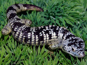 Смотреть фото Полосатая аброния Фото Полосатая аброния