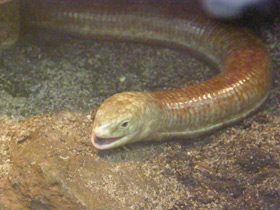 Фото Желтопузик