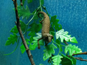 Фото Брукезия