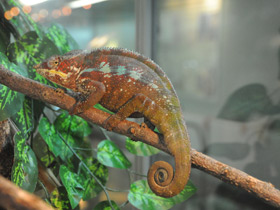 Смотреть фото Пантеровый хамелеон Фото Пантеровый хамелеон