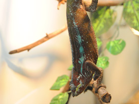 Смотреть фото Пантеровый хамелеон Фото Пантеровый хамелеон