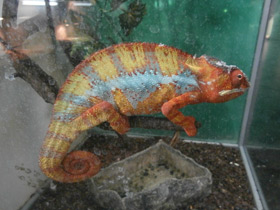 Смотреть фото Пантеровый хамелеон Фото Пантеровый хамелеон