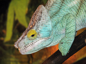 Смотреть фото Хамелеон Парсона Фото Хамелеон Парсона