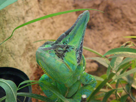 Смотреть фото Йеменский хамелеон Фото Йеменский хамелеон