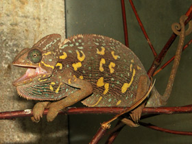 Йеменский хамелеон Йеменский хамелеон