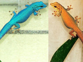 Смотреть фото Карликовый геккон Вильямса Фото Карликовый геккон Вильямса