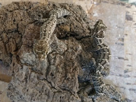 Смотреть фото Гадюковый геккон Фото Гадюковый геккон