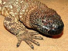 Смотреть фото Мексиканский ядозуб Фото Мексиканский ядозуб