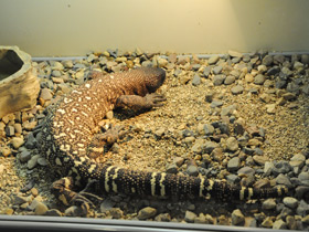 Смотреть фото Самые медлительные животные. Топ - 10 Фото Самые медлительные животные. Топ - 10