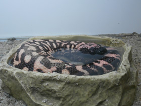 Смотреть фото Аризонский ядозуб Фото Аризонский ядозуб