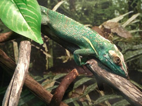 Смотреть фото Анолис-рыцарь Фото Анолис-рыцарь