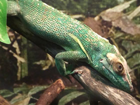 Смотреть фото Анолис-рыцарь Фото Анолис-рыцарь