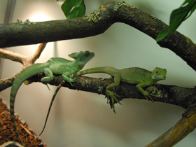 Фото Шлемоносный василиск