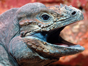 Смотреть фото Игуана-носорог Фото Игуана-носорог