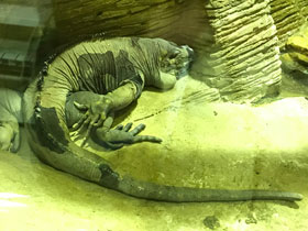 Смотреть фото Игуана-носорог Фото Игуана-носорог