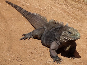 Смотреть фото Кубинская циклура Фото Кубинская циклура