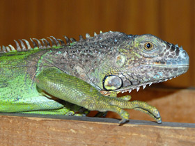 Обыкновенная игуана Обыкновенная игуана