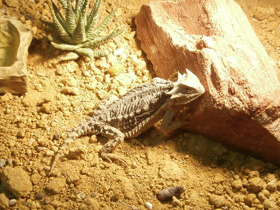 Смотреть фото Гигантская жабовидная ящерица Фото Гигантская жабовидная ящерица