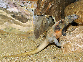 Смотреть фото Западная чаквелла Фото Западная чаквелла