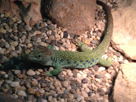 Смотреть фото Жемчужная ящерица Фото Жемчужная ящерица