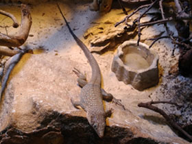 Смотреть фото Аравийская ящерица Фото Аравийская ящерица