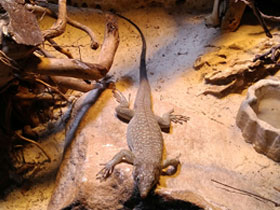 Смотреть фото Аравийская ящерица Фото Аравийская ящерица