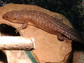 Смотреть фото Колючехвостый сцинк Фото Колючехвостый сцинк