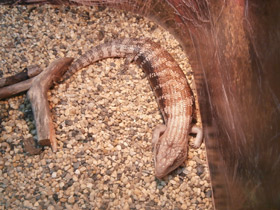 Смотреть фото Синеязыкий сцинк Фото Синеязыкий сцинк