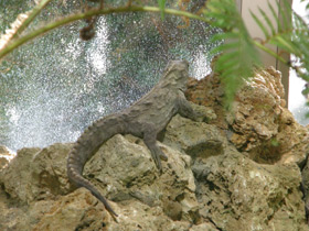 Смотреть фото Гаттерия Фото Гаттерия