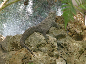 Смотреть фото Гаттерия Фото Гаттерия