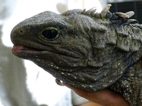 Смотреть фото Гаттерия Фото Гаттерия