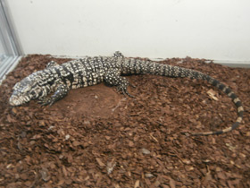 Фото Аргентинский тэгу