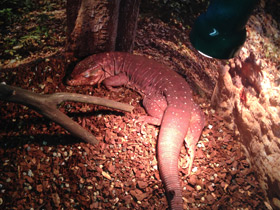 Фото Красный тэгу