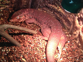 Фото Красный тэгу