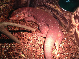 Фото Красный тэгу