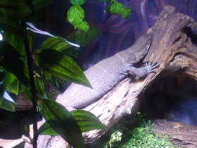 Смотреть фото Варан Дюмериля Фото Варан Дюмериля