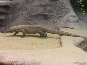 Смотреть фото Комодский варан Фото Комодский варан