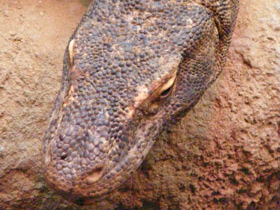 Смотреть фото Комодский варан Фото Комодский варан