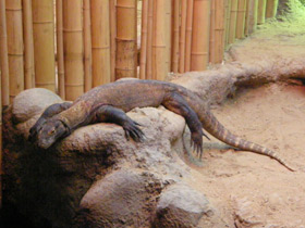 Смотреть фото Комодский варан Фото Комодский варан