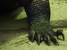 Смотреть фото Комодский варан Фото Комодский варан