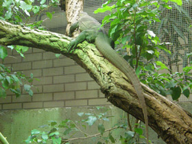 Смотреть фото Варан Мертенса Фото Варан Мертенса