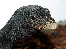 Смотреть фото Чёрный древесный варан Фото Чёрный древесный варан