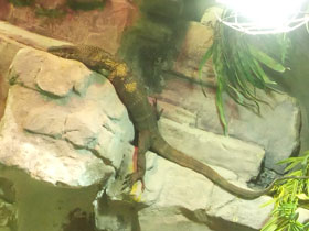 Смотреть фото Южно-азиатский варан Фото Южно-азиатский варан