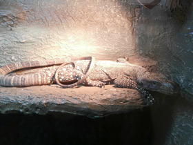 Смотреть фото Крокодиловый варан Фото Крокодиловый варан