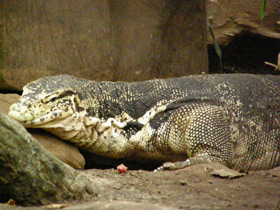 Смотреть фото Водный полосатый варан Фото Водный полосатый варан