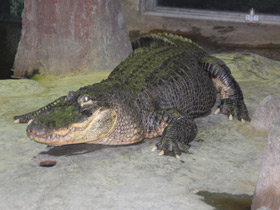 Фото Миссисипский аллигатор